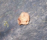 Crepidotus crocophyllus image