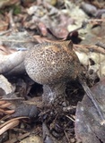 Lycoperdon nigrescens image