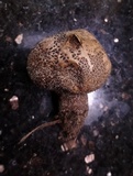 Lycoperdon nigrescens image