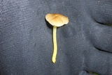 Pluteus romellii image