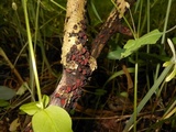Rhytidhysteron rufulum image