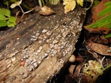 Xylobolus frustulatus image