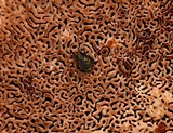 Phellinus gilvus image