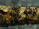 Cenangium ferruginosum image