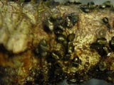 Cenangium ferruginosum image