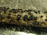 Cenangium ferruginosum image