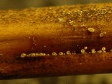 Fuscolachnum pteridis image