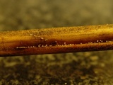 Fuscolachnum pteridis image