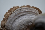 Trametes hirsuta image