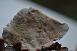 Trametes hirsuta image