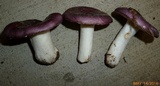 Russula sericeonitens image