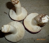 Russula sericeonitens image