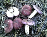 Russula sericeonitens image