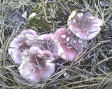 Russula sericeonitens image