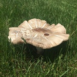 Pluteus petasatus image