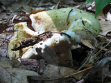 Russula aeruginea image