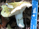 Russula aeruginea image