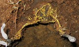Elaphocordyceps ophioglossoides image