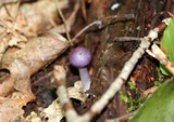Cortinarius iodes image