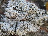 Physcia biziana image