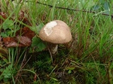 Leccinum schistophilum image