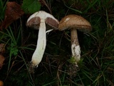 Leccinum schistophilum image