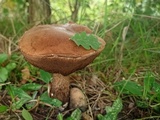 Leccinum aurantiacum image