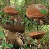 Leccinum aurantiacum image