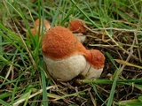 Leccinum albostipitatum image