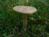 Leccinum cyaneobasileucum image