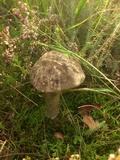 Leccinum variicolor image