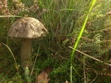 Leccinum variicolor image