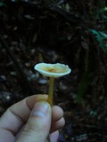 Caulorhiza umbonata image