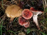 Suillus bovinus image