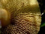 Suillus bovinus image