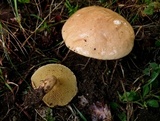 Suillus bovinus image