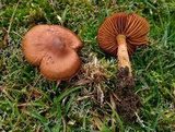 Cortinarius croceoconus image