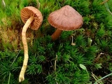 Cortinarius croceoconus image