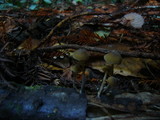 Callistosporium luteo-olivaceum image