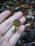 Callistosporium luteo-olivaceum image