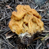 Gyromitra montana image