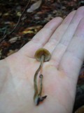 Callistosporium luteo-olivaceum image