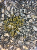 Myriolecis dispersa image