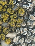 Myriolecis dispersa image