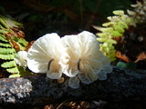 Hemimycena candida image