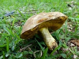 Alessioporus rubriflavus image