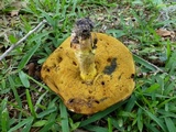 Alessioporus rubriflavus image