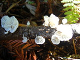 Hemimycena candida image