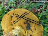Alessioporus rubriflavus image