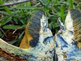 Alessioporus rubriflavus image